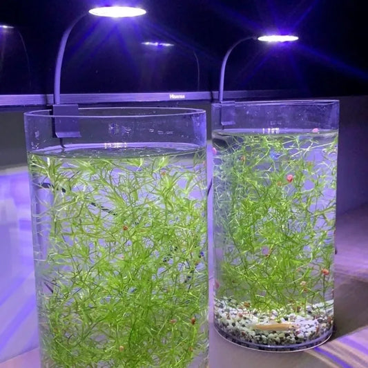 Fish tank USB small clip light mini LED lighting high brightness aquarium water grass light supplementary light transparent clip